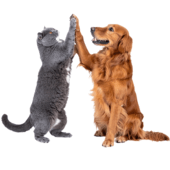 [LINEスタンプ] 仲良し動物ハイタッチで平和