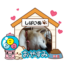 [LINEスタンプ] 柴犬ハルver8
