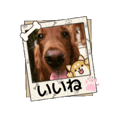 [LINEスタンプ] 可愛い犬、アイリッシュセッターのスタンプ