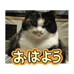[LINEスタンプ] ハルジルチョコビビ動くスタンプ