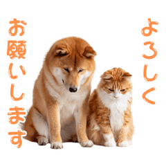 [LINEスタンプ] 【動く】柴犬と猫のかわいいスタンプ 86