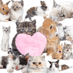 [LINEスタンプ] 子猫と子うさぎ 実写 