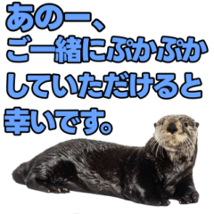 [LINEスタンプ] ラッコ！！実写 