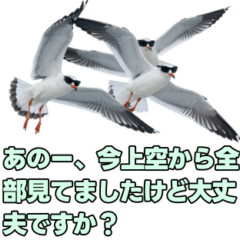 [LINEスタンプ] おしゃべりカモメ 
