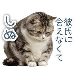[LINEスタンプ] 実写ねこ彼女【カップル・おもしろい】