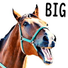 [LINEスタンプ] 敬語で競馬【BIG】