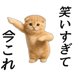 [LINEスタンプ] 動く！ネコ界隈
