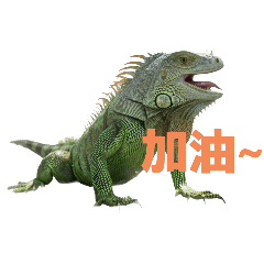 [LINEスタンプ] イグアナ C