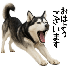 [LINEスタンプ] シベリアンハスキー★ずっと使える敬語集