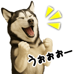 [LINEスタンプ] シベリアンハスキー★即返信用スタンプ