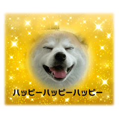[LINEスタンプ] 茶太郎さんの毎日スタンプ fetchpriority=high