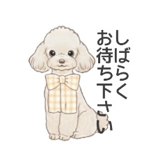 [LINEスタンプ] トイプードル ホワイト（使いやすい敬語）