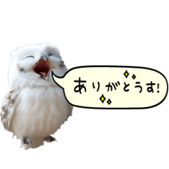 [LINEスタンプ] 動く！フワフクロウちゃん
