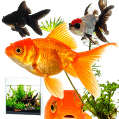 [LINEスタンプ] 金魚 実写