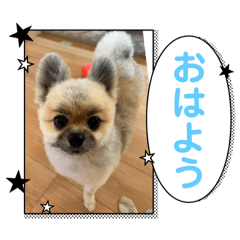 [LINEスタンプ] 朧だワン！
