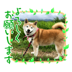 [LINEスタンプ] 柴犬はるver9