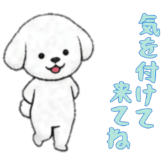 [LINEスタンプ] [気を付けて来てね専用]ビションフリーゼ