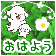 [LINEスタンプ] 飛び出すトイプードル！大人やさしい野の花