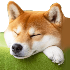 [LINEスタンプ] やる気がない柴犬 2
