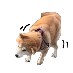 [LINEスタンプ] 柴犬の姉弟2-サクラと将太郎-