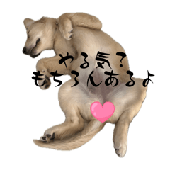 [LINEスタンプ] 無気力系ゴルパピバムセ