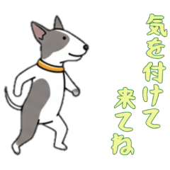 [LINEスタンプ] [気を付けて来てね専用]ブルテリア