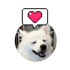 [LINEスタンプ] 日本スピッツ クウちゃん②