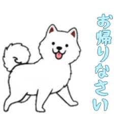 [LINEスタンプ] [お帰りなさい専用]サモエド