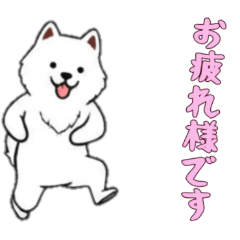 [LINEスタンプ] [お疲れ様です専用]サモエド