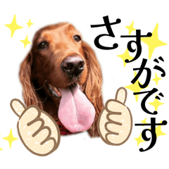 [LINEスタンプ] 毎日アイリッシュセッターまみれ！