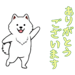 [LINEスタンプ] [ありがとうございます専用]サモエド