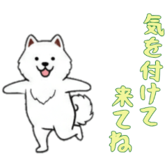 [LINEスタンプ] [気を付けて来てね専用]サモエド