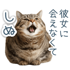 [LINEスタンプ] 実写ねこ彼氏【面白い・カップル】