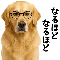 [LINEスタンプ] ゴールデンレトリバー★超便利な即返信！