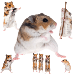 [LINEスタンプ] カンフー！？ハムスター