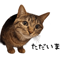 [LINEスタンプ] shinsumi2