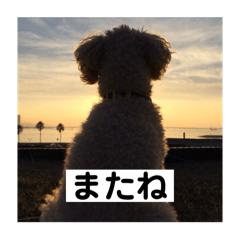 [LINEスタンプ] しゅうくん専用のスタンプ2(トイプードル)