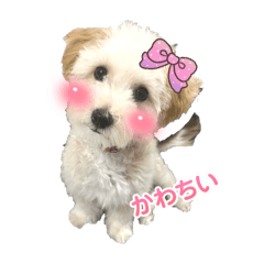 [LINEスタンプ] マルプーのもなかちゃん