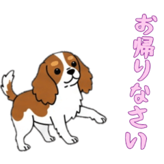 [LINEスタンプ] [お帰りなさい専用]キャバリア