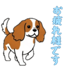 [LINEスタンプ] [お疲れ様です専用]キャバリア