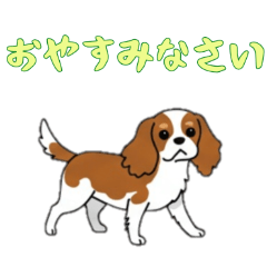 [LINEスタンプ] [おやすみなさい専用]キャバリア