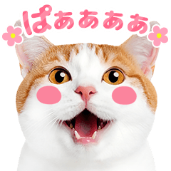 [LINEスタンプ] 猫の顔写真❤️楽しく使える日常会話♪