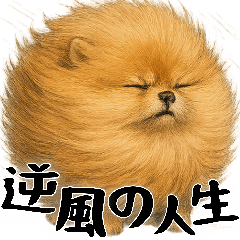 [LINEスタンプ] 風に立ち向かうポメ(毎日使える便利な返信)
