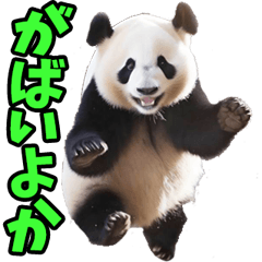 [LINEスタンプ] 佐賀弁☆パンダ