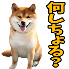 [LINEスタンプ] 山口弁☆柴犬