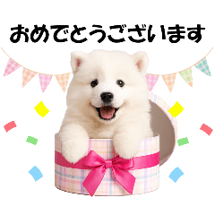 [LINEスタンプ] かわいいサモエドの犬スタンプ2(イベント)