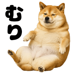 [LINEスタンプ] デブな柴犬