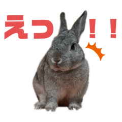 [LINEスタンプ] 日常で使えるうーたのスタンプ