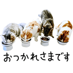 [LINEスタンプ] 久保田4にゃんず