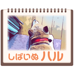 [LINEスタンプ] 柴犬ハルver11